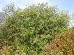 Attēlu rezultāti vaicājumam “Rhamnus cathartica”