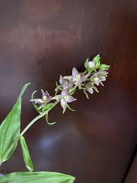Attēlu rezultāti vaicājumam “Epipactis helleborine leaf”