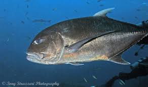 Image result for Caranx ignobilis