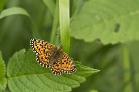 Attēlu rezultāti vaicājumam “Clossiana selene”