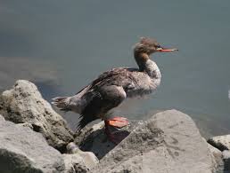 Attēlu rezultāti vaicājumam “Mergus serrator female”