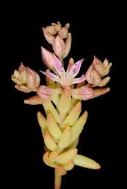 Attēlu rezultāti vaicājumam “Sedum pallidum flower”