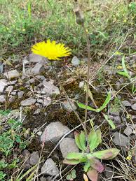 Attēlu rezultāti vaicājumam “Pilosella officinarum bud”