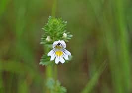 Attēlu rezultāti vaicājumam “Euphrasia”