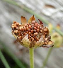 Attēlu rezultāti vaicājumam “Potentilla arenaria bud”