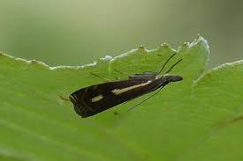 Attēlu rezultāti vaicājumam “Crambus heringiellus”