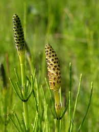 Attēlu rezultāti vaicājumam “Equisetum palustre”