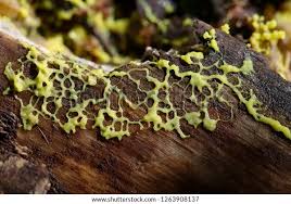 Attēlu rezultāti vaicājumam “Lignydium muscorum plasmodium”