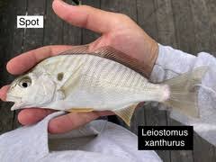 Image result for Leiostomus xanthurus