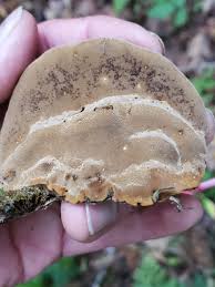 Attēlu rezultāti vaicājumam “Phellinus”