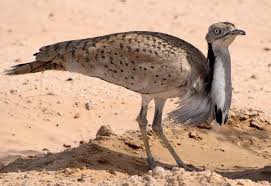 Image result for Chlamydotis macqueenii