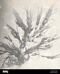 Attēlu rezultāti vaicājumam “Chara contraria”