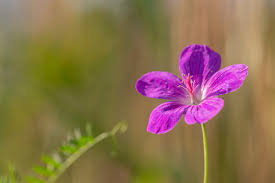 Attēlu rezultāti vaicājumam “Geranium sylvaticum flower”