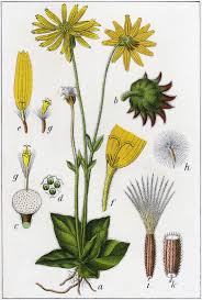 Attēlu rezultāti vaicājumam “Arnica montana”