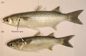 Image result for Mugil