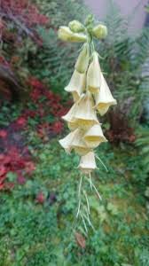 Image result for Digitalis grandiflora