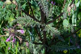 Attēlu rezultāti vaicājumam “Pedicularis palustris leaf”