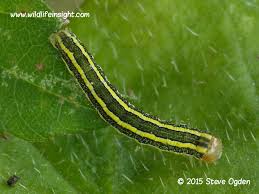 Attēlu rezultāti vaicājumam “Ceramica pisi”