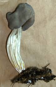 Attēlu rezultāti vaicājumam “Helvella lacunosa”