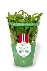 Image result for Salvie