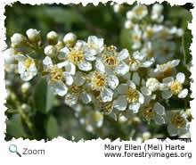 Attēlu rezultāti vaicājumam “Rosaceae”