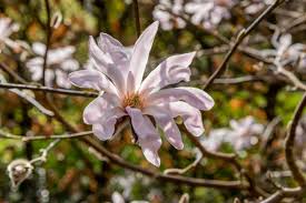 Attēlu rezultāti vaicājumam “Magnolia x loebneri flower”