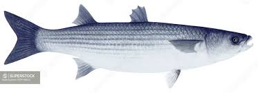 Image result for Chelon labrosus