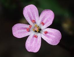 Attēlu rezultāti vaicājumam “Geranium robertianum fruit”