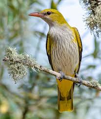 Attēlu rezultāti vaicājumam “Oriolus oriolus”