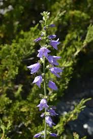 Attēlu rezultāti vaicājumam “Campanula bononiensis”