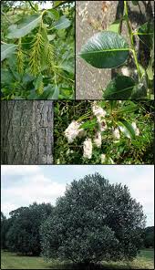 Attēlu rezultāti vaicājumam “Salix pentandra flower”