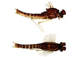 Attēlu rezultāti vaicājumam “Ephemeroptera imago”