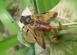 Attēlu rezultāti vaicājumam “Cimbicidae”