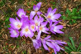 Attēlu rezultāti vaicājumam “Colchicum autumnale flower”