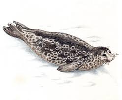 Image result for Pusa hispida