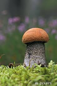 Attēlu rezultāti vaicājumam “Leccinum aurantiacum”