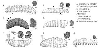 Attēlu rezultāti vaicājumam “Anarta myrtilli larva”
