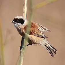 Image result for Remiz pendulinus