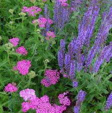 Image result for Salvia nemorosa