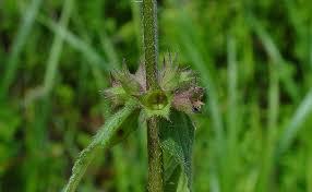 Attēlu rezultāti vaicājumam “Stachys palustris flower”