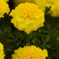 Image result for Tagetes patula