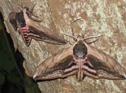 Attēlu rezultāti vaicājumam “Sphinx ligustri”