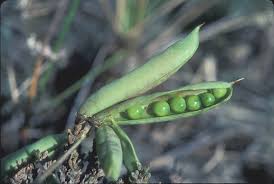 Attēlu rezultāti vaicājumam “Lathyrus japonicus subsp. maritimus fruit”