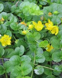 Attēlu rezultāti vaicājumam “Lysimachia nummularia flower”