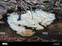 Attēlu rezultāti vaicājumam “Ceriporiopsis aneirina”