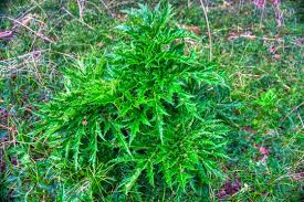 Attēlu rezultāti vaicājumam “Heracleum sosnowskyi leaf”