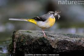 Attēlu rezultāti vaicājumam “Motacilla cinerea”