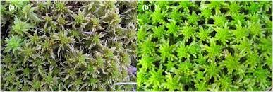 Attēlu rezultāti vaicājumam “Sphagnum flexuosum”