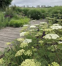 Attēlu rezultāti vaicājumam “Cenolophium denudatum”