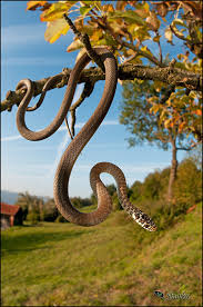 Attēlu rezultāti vaicājumam “Serpentes”